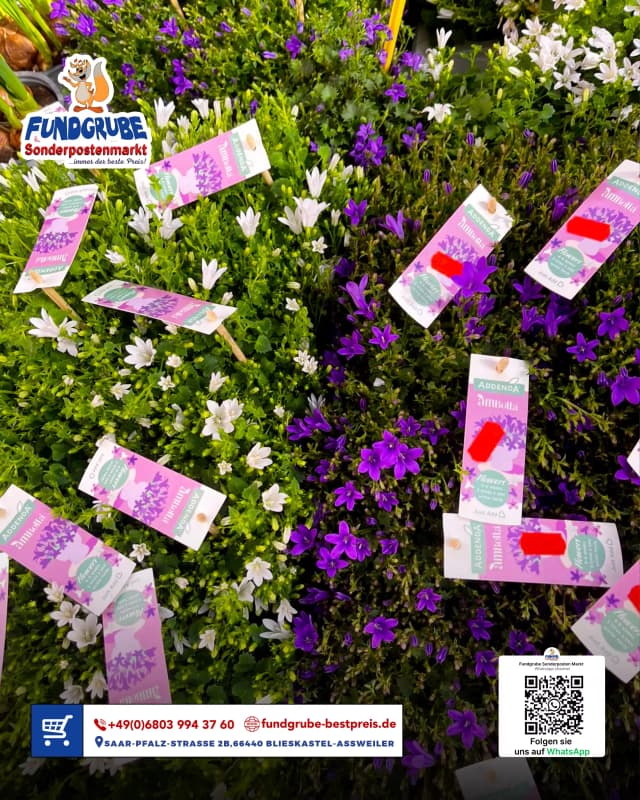Ambella-Blumen - Farbiger Blumenschaukasten