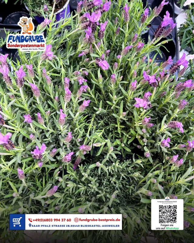 Lavendel Pflanze