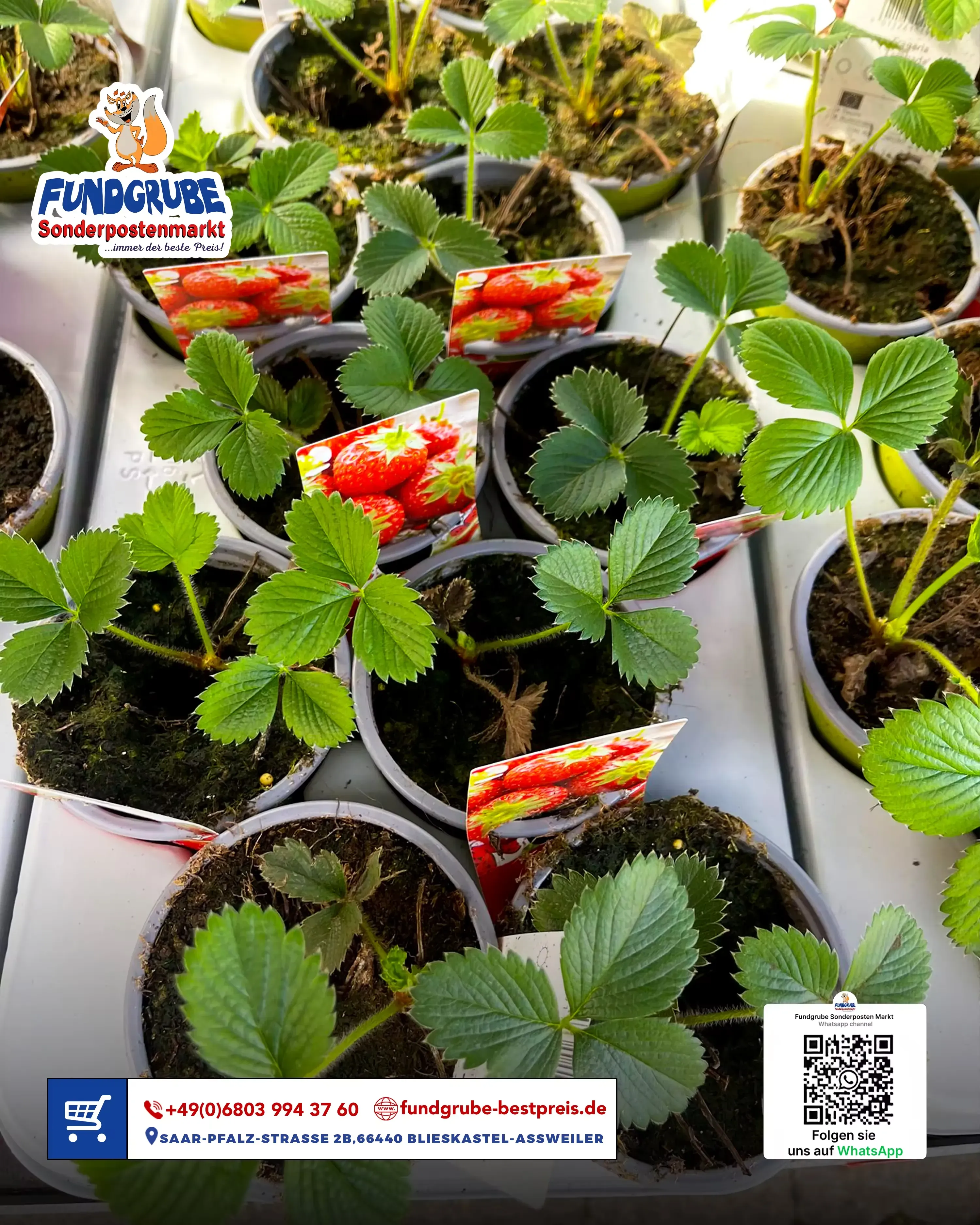 Erdbeeren Pflanzen