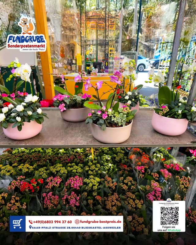 Blumen & Pflanzen