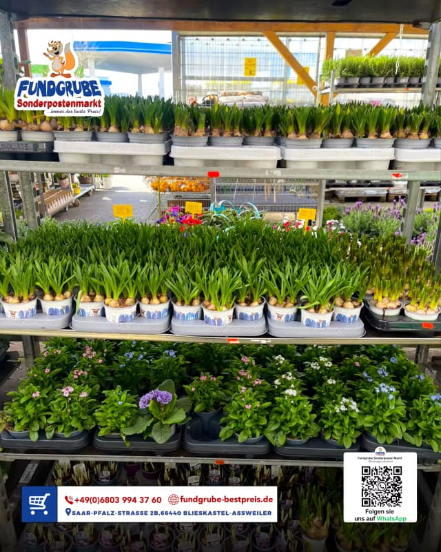 Frühlingsblumen im Topf
